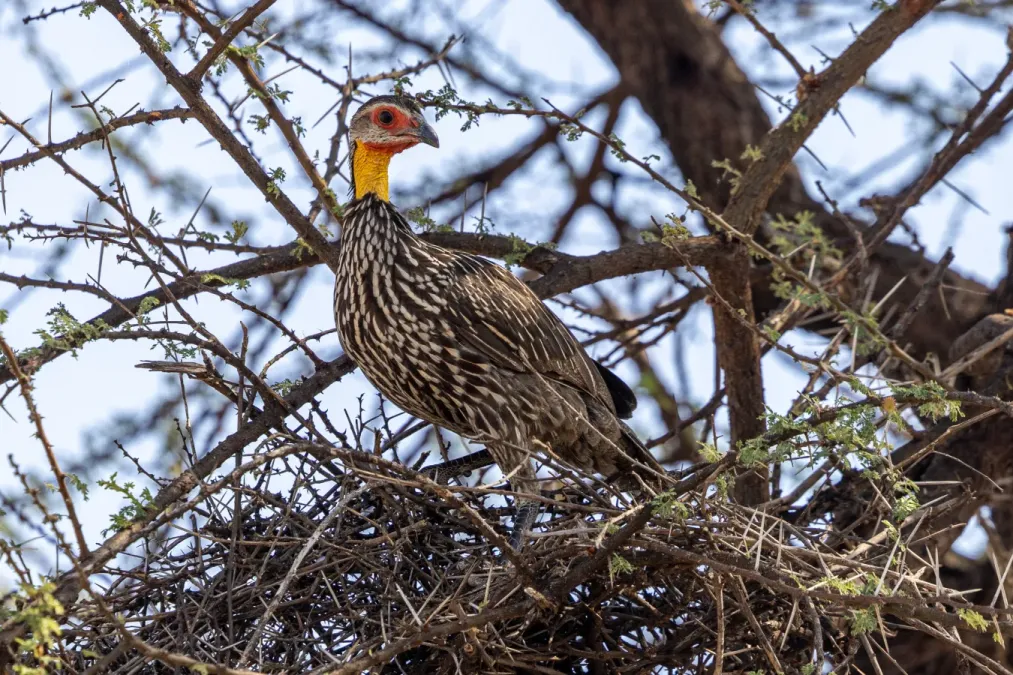 File:Yellow-necked francolin (Pternistis leucoscepus).jpg