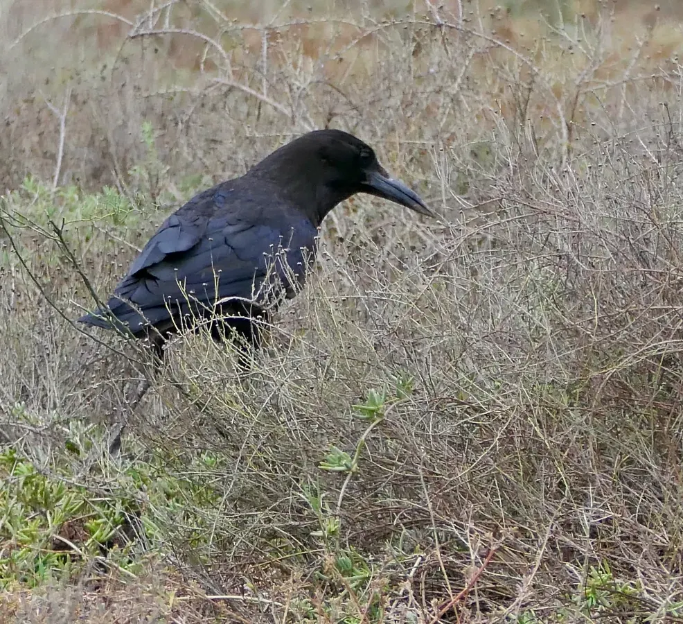 File:Cape Crow (Corvus capensis) (54297995512).jpg