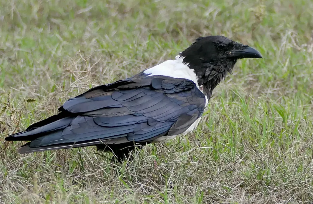File:Pied Crow (Corvus albus) (54297986127).jpg