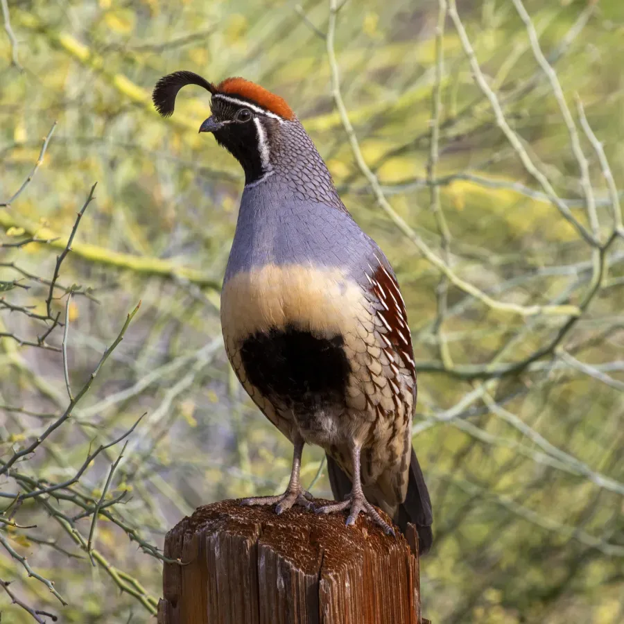 File:Callipepla gambelii 465247768.jpg