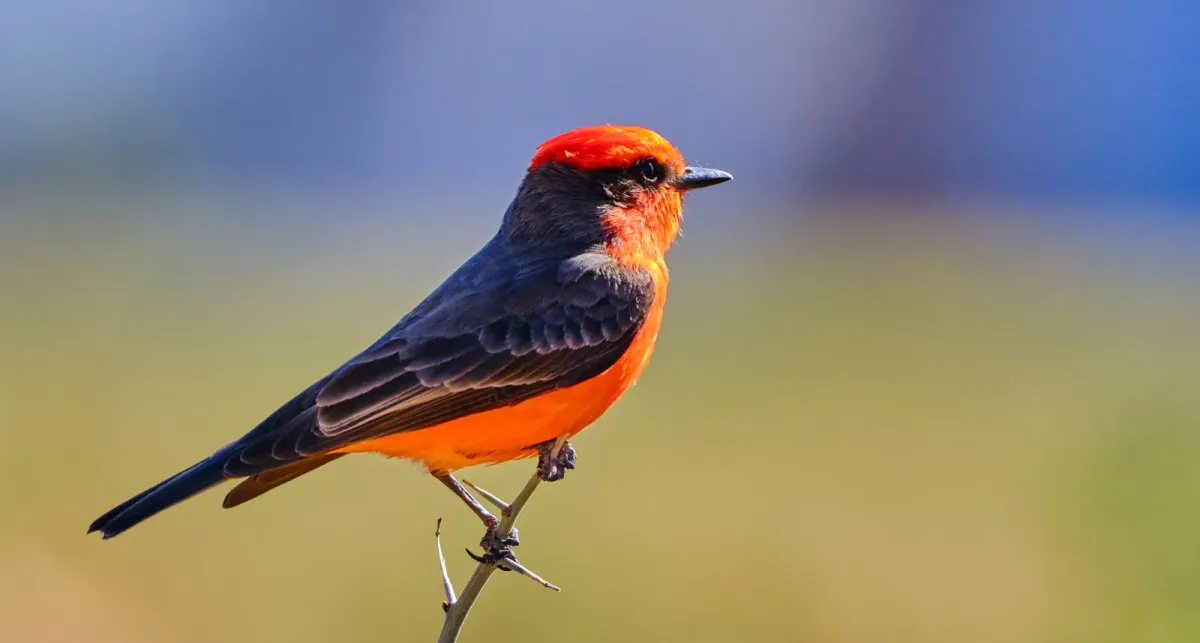 File:Rubintyrann (Pyrocephalus rubinus), Männchen.jpg