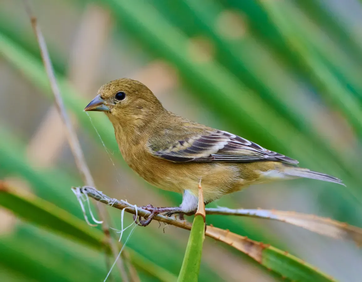 File:Mexikozeisig (Spinus psaltria) 1.jpg