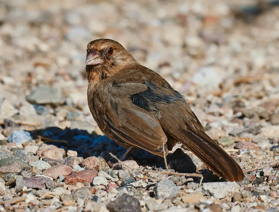 File:Schwarzkinn-Grundammer (Melozone aberti).jpg