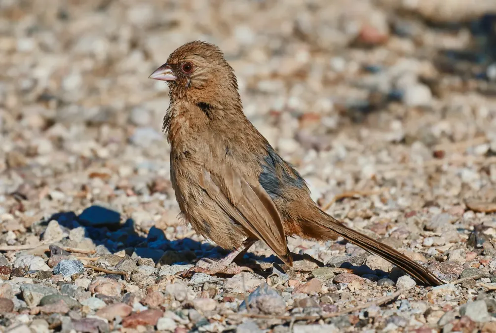 File:Schwarzkinn-Grundammer (Melozone aberti), Seitenansicht.jpg