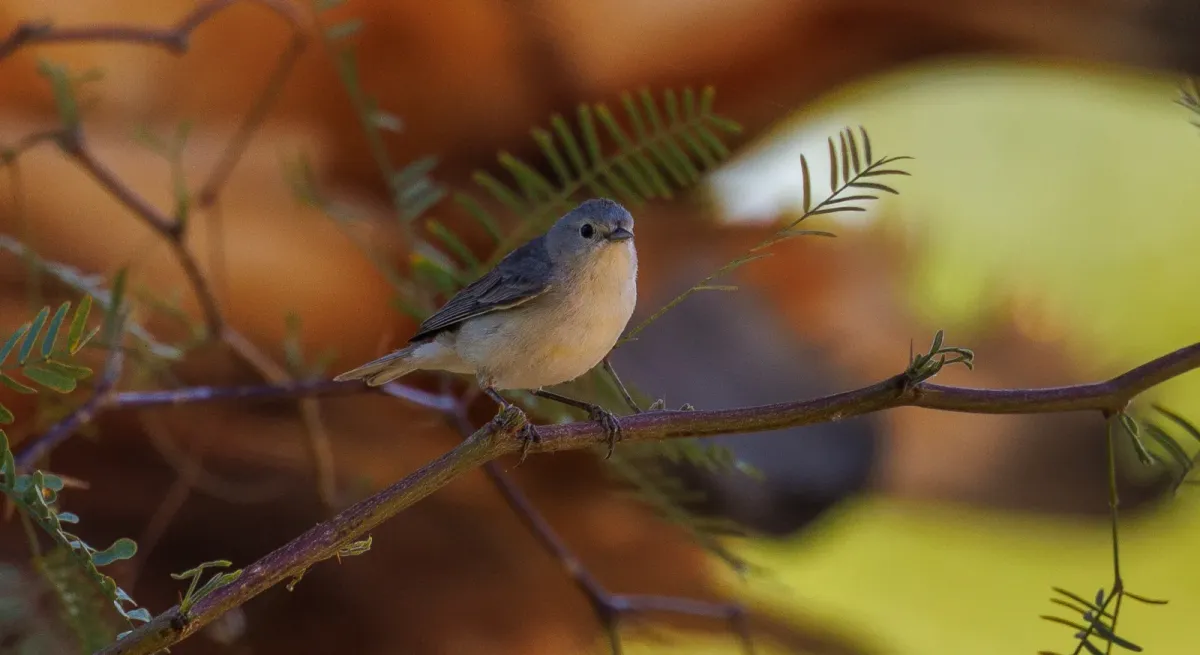 File:Rotbürzel-Waldsänger (Leiothlypis luciae).jpg