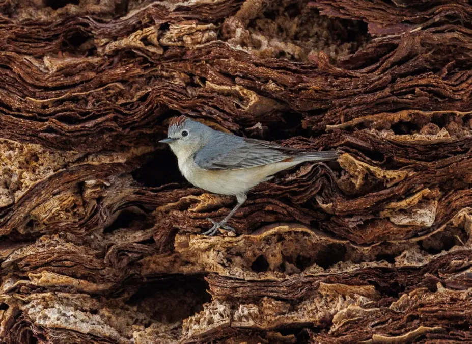 File:Rotbürzel-Waldsänger (Leiothlypis luciae), Männchen.jpg