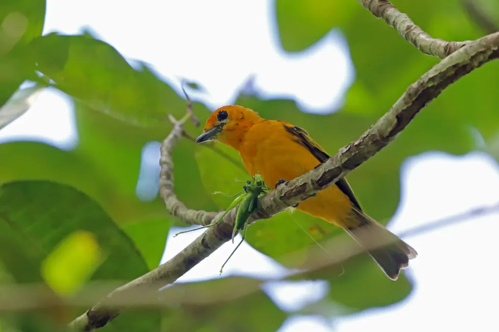 File:Carterornis chrysomela kordensis 3034845.jpg