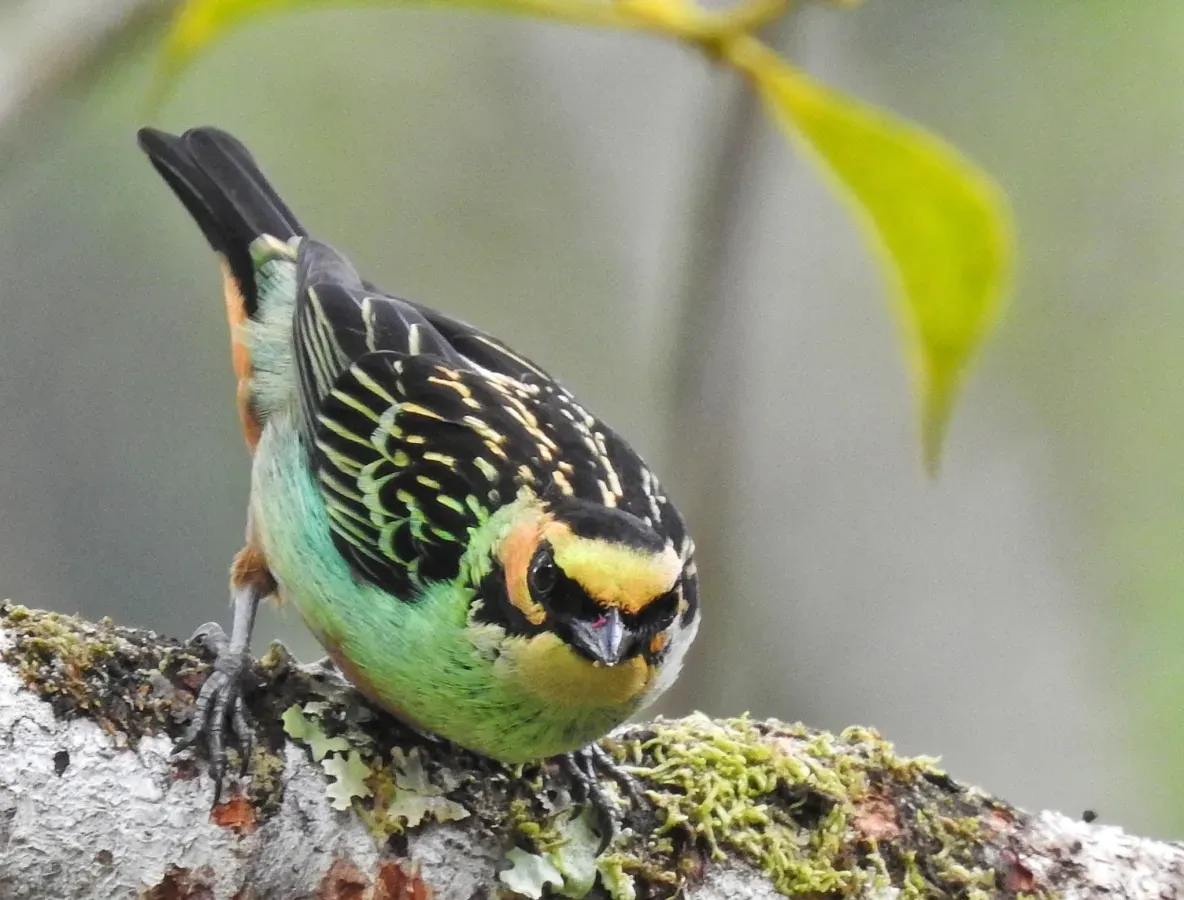 File:Tangara chrysotis 95105671.jpg