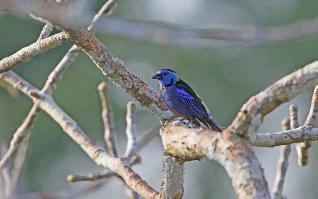 File:Tangara velia 160469023.jpg
