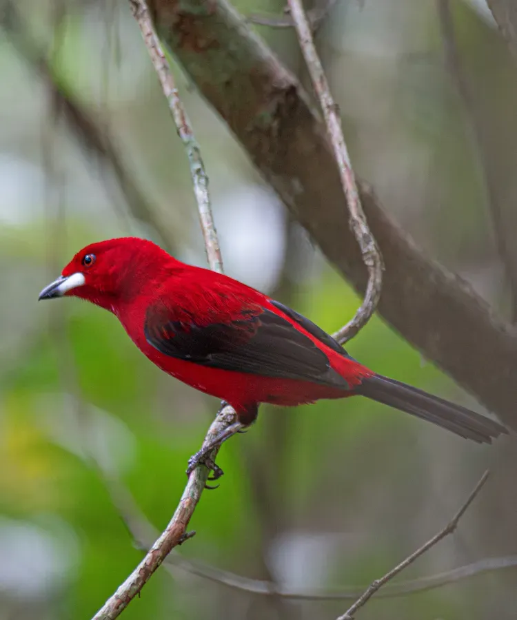 File:Ramphocelus bresilius 440323540.jpg