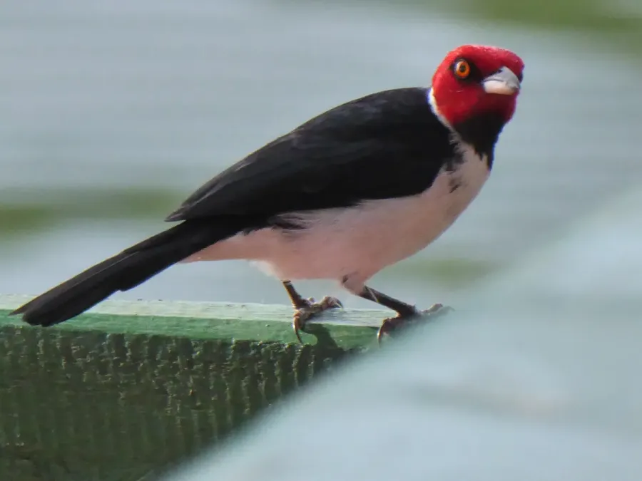 File:Paroaria gularis 381609562.jpg