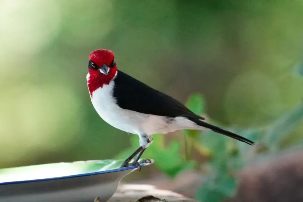 File:Paroaria nigrogenis 463598096.jpg