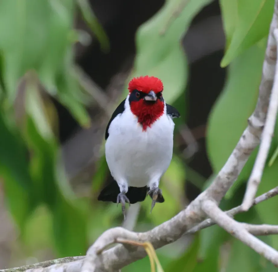 File:Paroaria nigrogenis 465012786.jpg