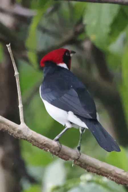 File:Paroaria nigrogenis 339473672.jpg