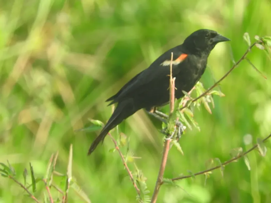 File:Agelaius assimilis 419889405.jpg