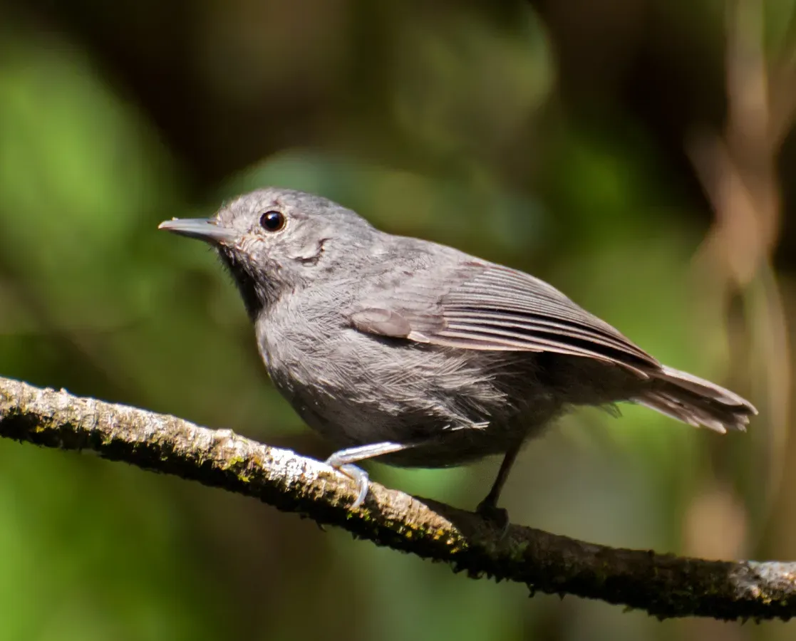 File:Myrmotherula unicolor -Vale do Ribeira, Registro, Sao Paulo, Brazil -male-8.jpg