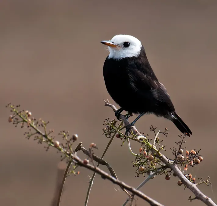 File:Arundinicola leucocephala -Piraju, Sao Paulo, Brazil -male-8.jpg