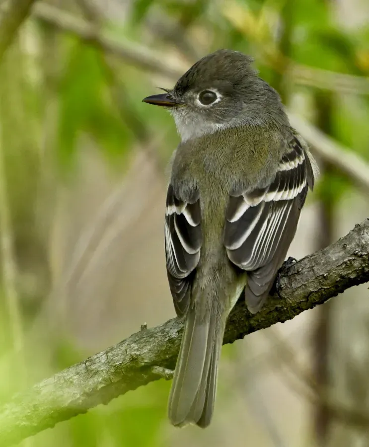 File:Empidonax minimus Sam Smith Park Toronto.jpg