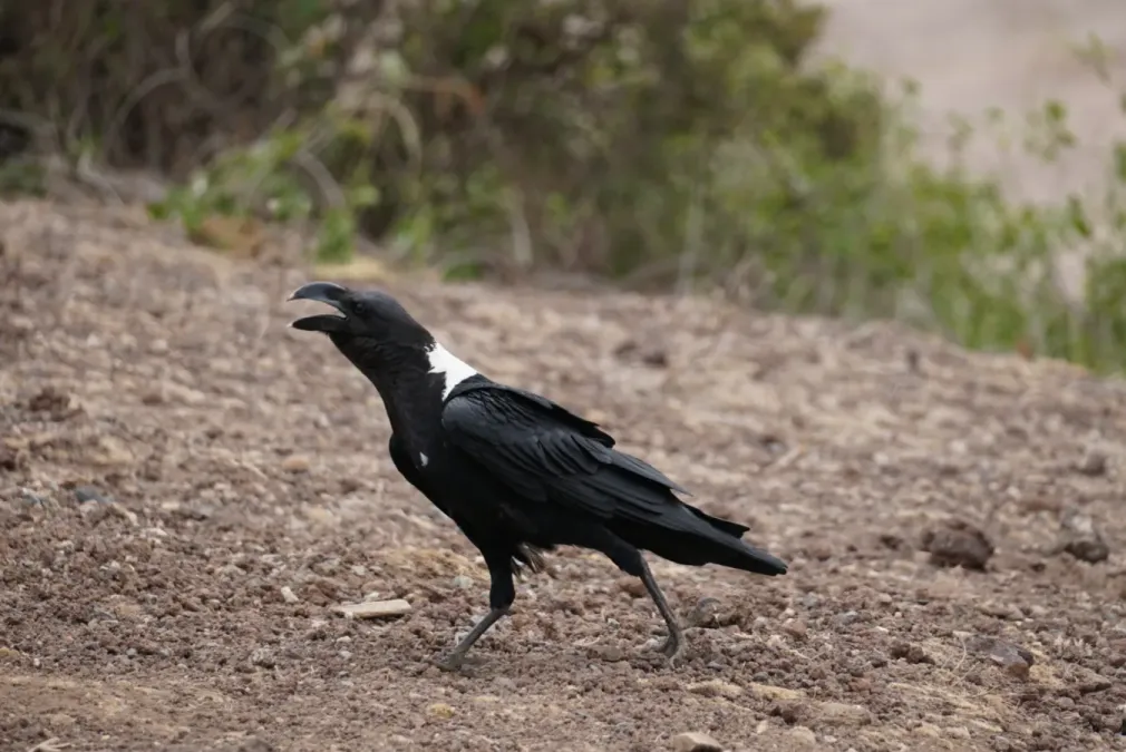 File:Corvus albicollis 437850684.jpg