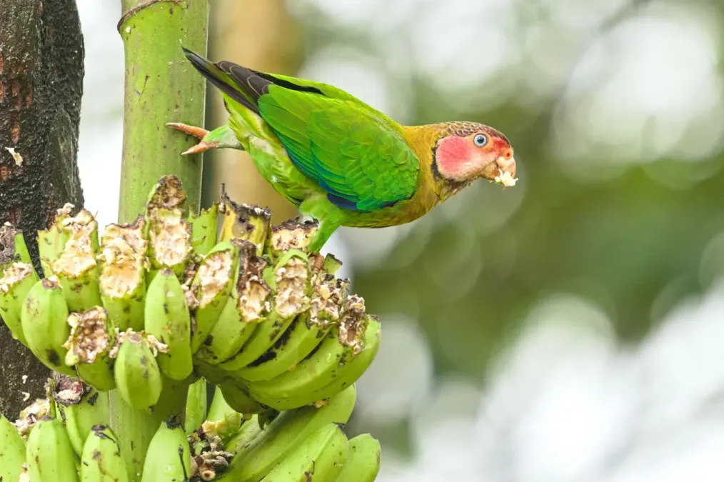 File:Rose-faced Parrot (Pyrilia pulchra) Metropolitan District of Quito, Ecuador imported from iNaturalist photo 382665634.jpg