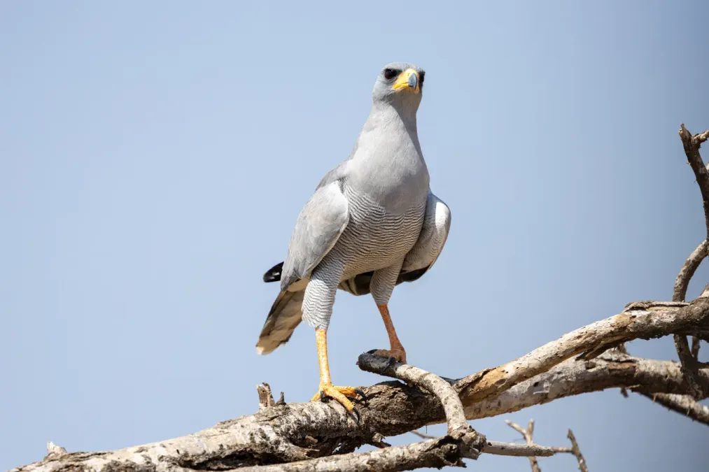 File:Eastern (pale) chanting goshawk (Melierax poliopterus).jpg