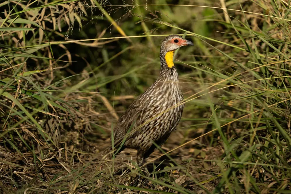 File:Yellow-necked francolin (Pternistis leucoscepus), Kenya.jpg