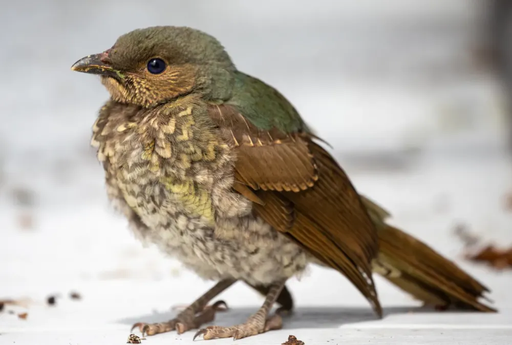 File:Seidenlaubenvogel (Ptilonorhynchus violaceus), Jungvogel im Gefiederwechsel, Weibchen.jpg