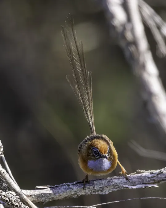 File:Rotstirn-Borstenschwanz (Stipiturus malachurus), Männchen 1.jpg