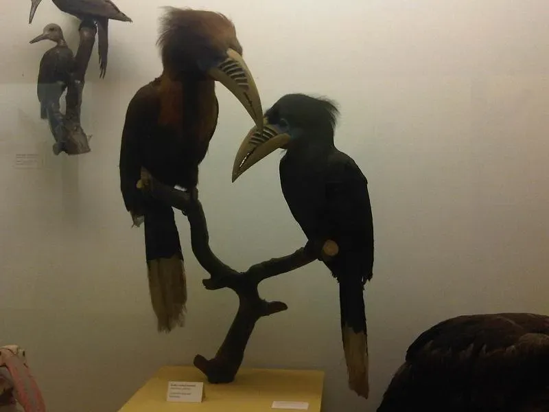 File:Ma - Anorrhinus galeritus and Aceros nipalensis - 1.jpg