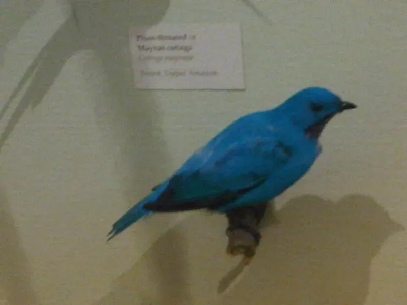 File:Cotinga maynana 2.jpg
