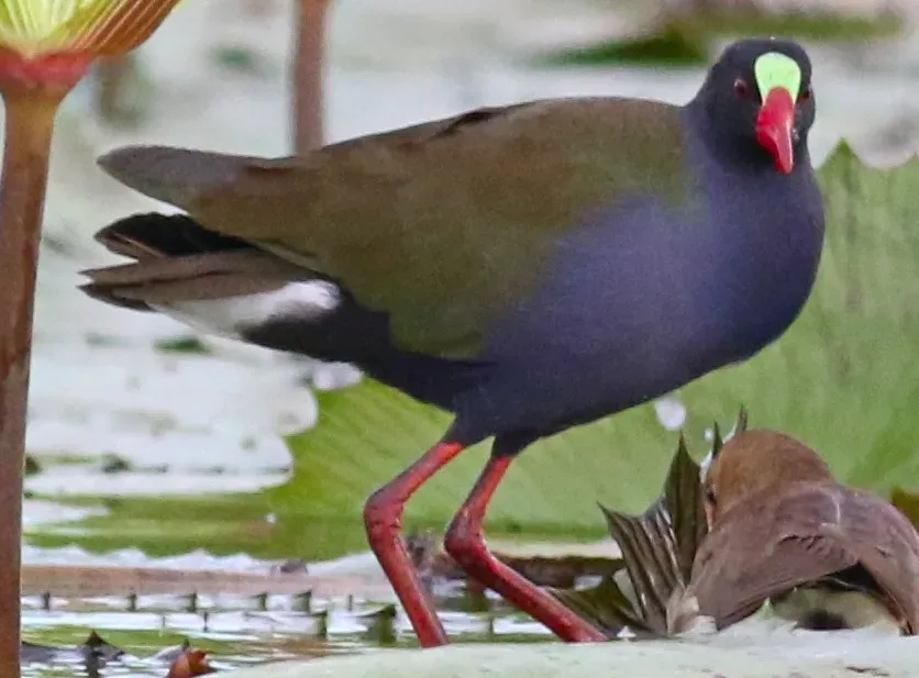 File:Porphyrio alleni.jpg