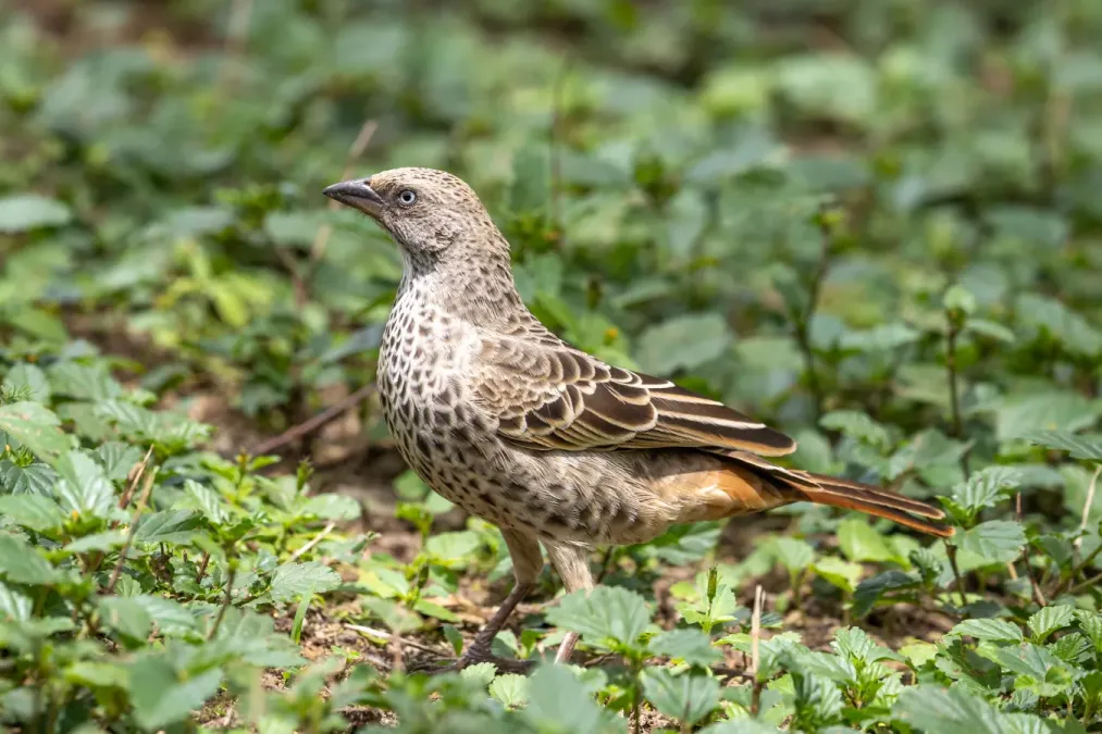 File:Rufous-tailed weaver (Histurgops ruficauda), Tanzania.jpg