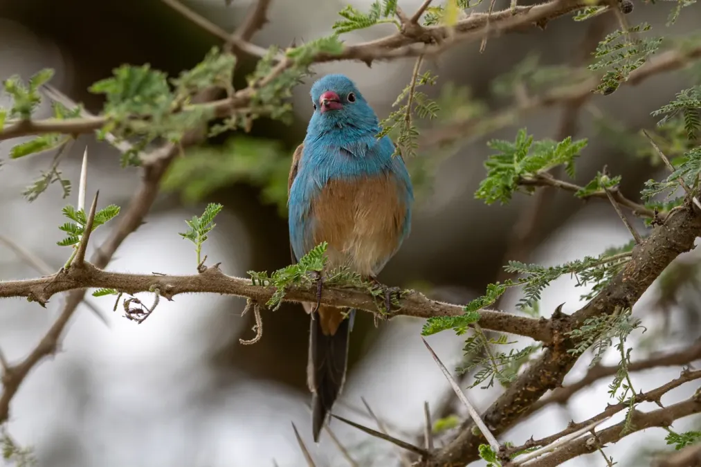 File:Blue-capped cordonbleu (Uraeginthus cyanocephalus).jpg