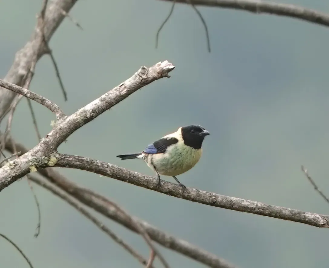 File:Stilpnia cyanoptera 283402621.jpg