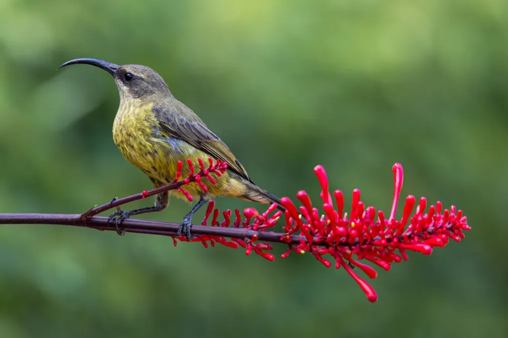 File:Bronze sunbird (Nectarinia kilimensis), female.jpg