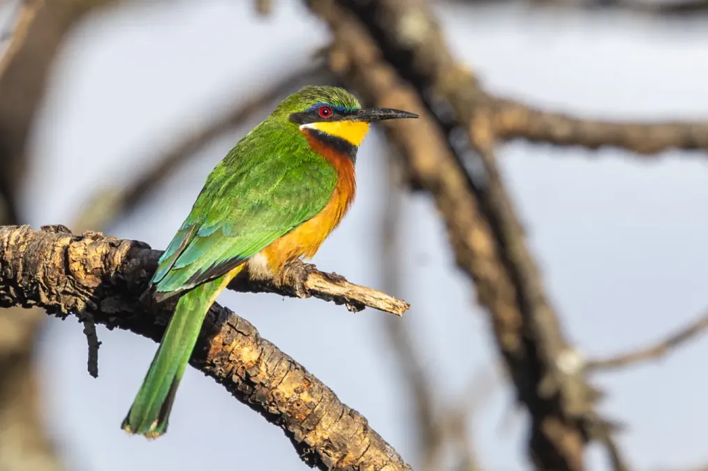 File:Cinnamon-chested bee-eater (Merops oreobates), Kenya.jpg