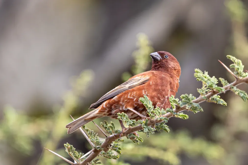 File:Chestnut sparrow (Passer eminibey).jpg