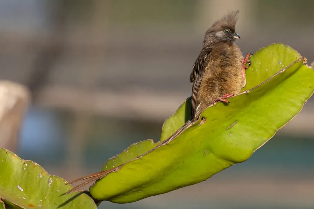 File:Speckled mousebird (Colius striatus).jpg
