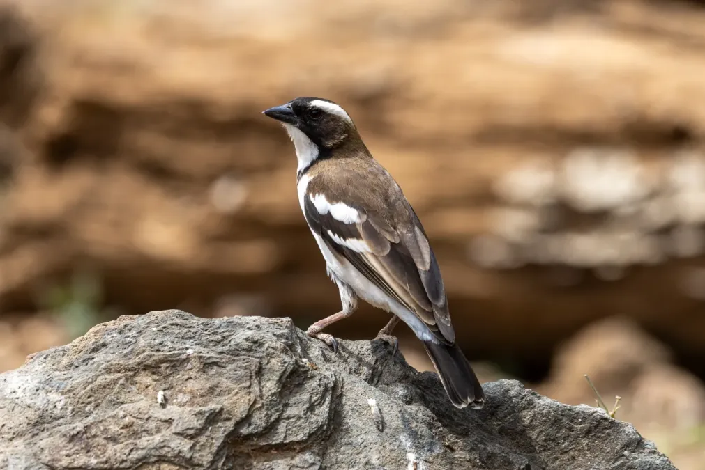 File:White-browed sparrow-weaver (Plocepasser mahali).jpg