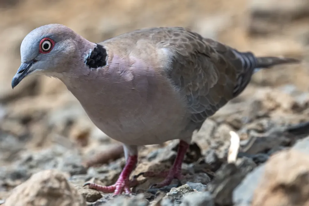 File:Mourning collared dove (Streptopelia decipiens).jpg