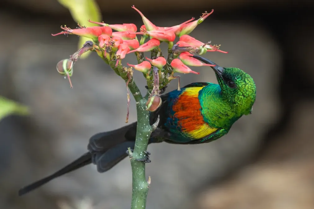 File:Beautiful sunbird (Cinnyris pulchellus).jpg