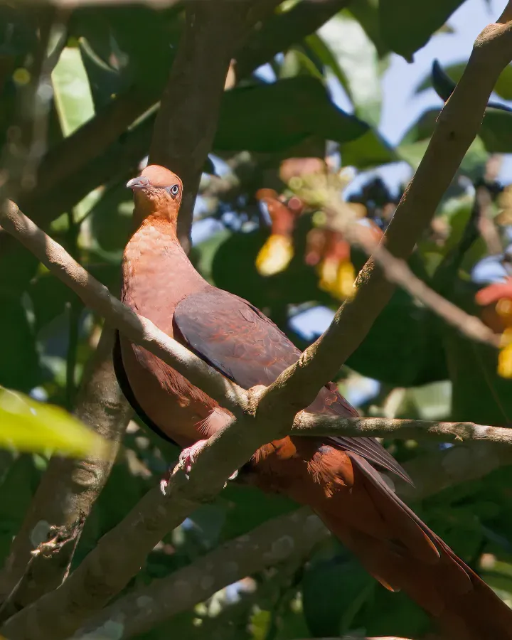 File:Philippine Cuckoo-Dove (Macropygia tenuirostris).jpg