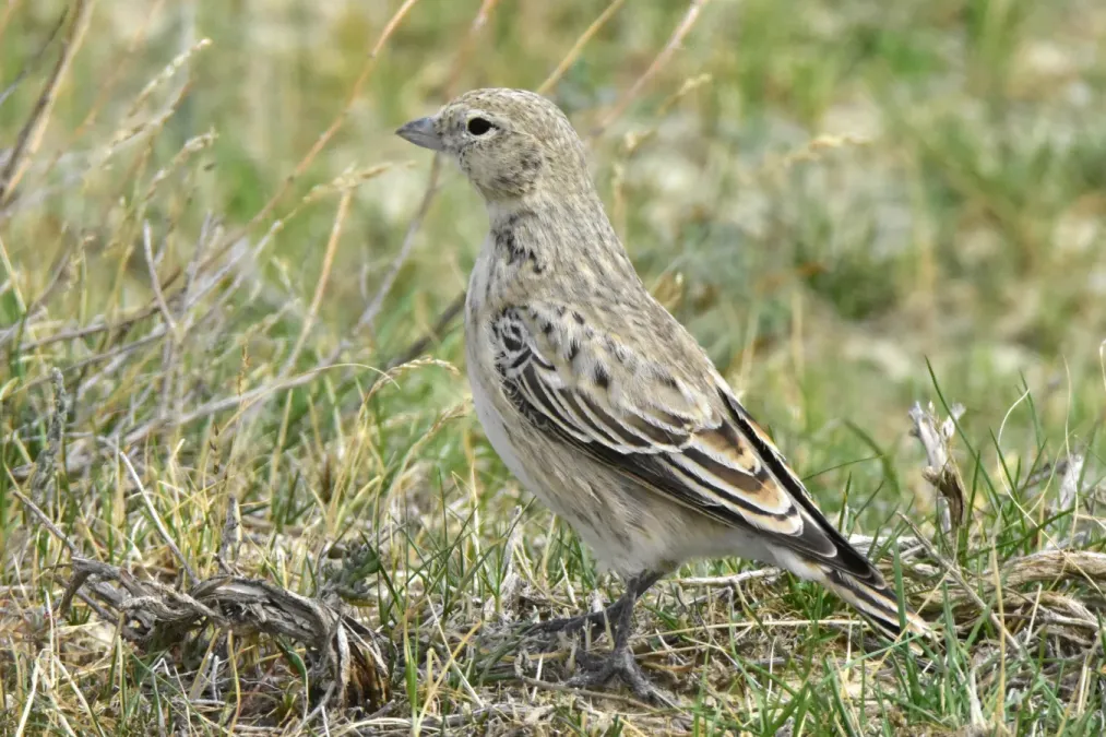 File:Melanocorypha yeltoniensis 321060703.jpg