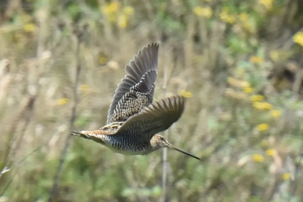 File:Gallinago macrodactyla 455072712.jpg