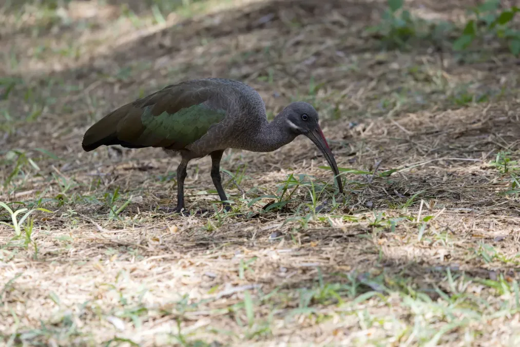File:Hadada ibis (Bostrychia hagedash), Kenya.jpg