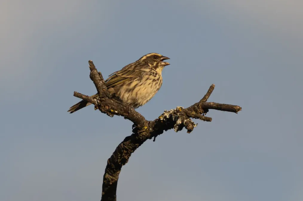 File:Streaky seedeater (Crithagra striolata).jpg