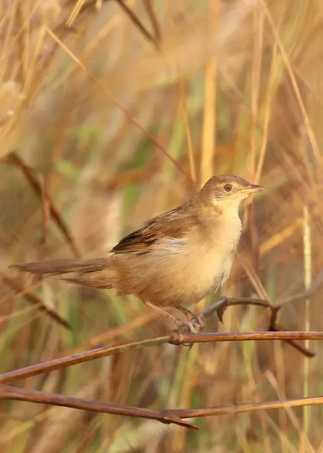 File:Broad-tailed grassbird - Schoenicola platyurus.jpg