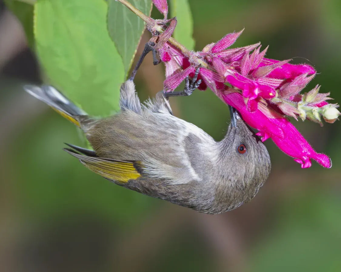 File:Phylidonyris pyrrhopterus - Austin's Ferry.jpg