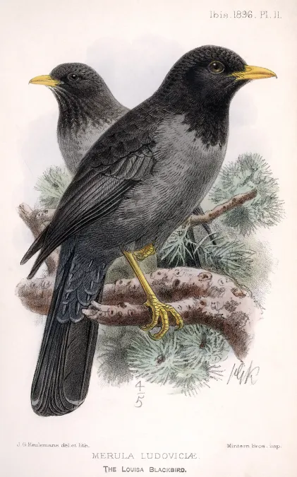 File:Turdus ludoviciae.jpg