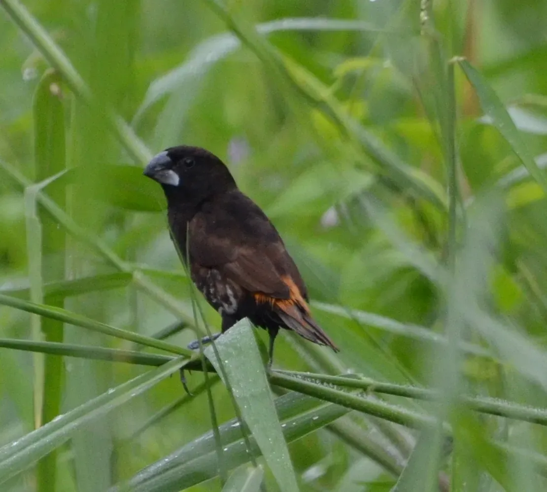 File:Lonchura melaena 453791958.jpg